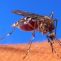 Suriname reports first case of chikungunya - Latest News - JamaicaObserver.com